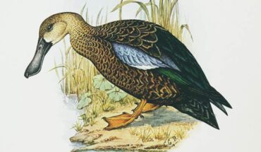 Spatula praeclypeata is a stem taxon of the living species Spatula smithii (depicted here). Image credit: C.G. Finch-Davies.