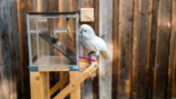 Captive Goffin’s cockatoos are able to innovate the flexible use of a toolset. Image credit: Osuna-Mascaró et al., doi: 10.1016/j.cub.2023.01.023.