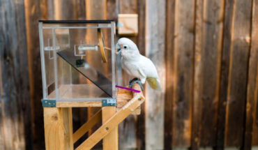 Captive Goffin’s cockatoos are able to innovate the flexible use of a toolset. Image credit: Osuna-Mascaró et al., doi: 10.1016/j.cub.2023.01.023.