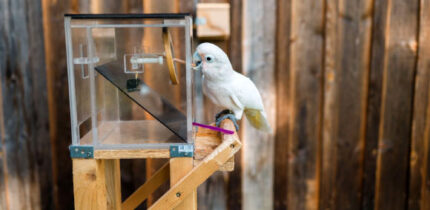 Captive Goffin’s cockatoos are able to innovate the flexible use of a toolset. Image credit: Osuna-Mascaró et al., doi: 10.1016/j.cub.2023.01.023.