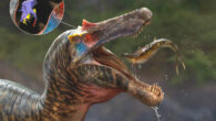 An artist’s impression of Ceratosuchops inferodios and the orientation of the endocast in the skull. Image credit: Anthony Hutchings.