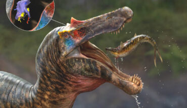 An artist’s impression of Ceratosuchops inferodios and the orientation of the endocast in the skull. Image credit: Anthony Hutchings.