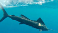 Biologging float package attached to a sailfish. Image credit: Logan et al., doi: 10.1038/s41598-023-28748-0.