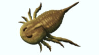 Life reconstruction of the eurypterid Brachyopterus. Image credit: Nix Illustration / CC BY 4.0.