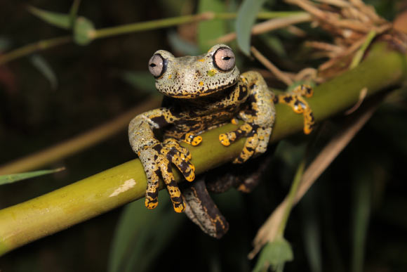 The Río Negro stream frog (Hyloscirtus tolkieni). Image credit: Juan Carlos Sánchez-Nivicela / Archive Museo de Zoología, Universidad San Francisco de Quito.