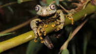 The Río Negro stream frog (Hyloscirtus tolkieni). Image credit: Juan Carlos Sánchez-Nivicela / Archive Museo de Zoología, Universidad San Francisco de Quito.