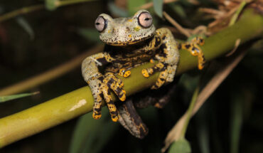 The Río Negro stream frog (Hyloscirtus tolkieni). Image credit: Juan Carlos Sánchez-Nivicela / Archive Museo de Zoología, Universidad San Francisco de Quito.