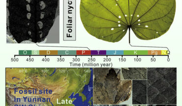 Nyctinasty is the movements involving circadian rhythmic folding at night and opening at daytime of plant leaves or leaflets. Image credit: Feng et al., doi: 10.1016/j.cub.2022.12.043.