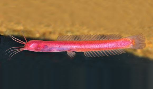 Horaglanis populi. Image credit: C.P. Arjun.