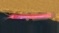 Horaglanis populi. Image credit: C.P. Arjun.