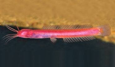Horaglanis populi. Image credit: C.P. Arjun.