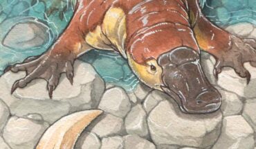 Life reconstruction of Patagorhynchus pascuali. Image credit: Gabriel Lio.