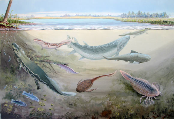 Life reconstruction of the non-marine component of the Waterloo Farm ecosystem: Hyneria udlezinye is shown together with the tetrapods Umzantsia amazana and Tutusius umlambo, the placoderms Groenlandaspis riniensis and Bothriolepis africana, the coelacanth Serenichthys kowiensis, the lungfish Isityumzi mlomomde, and a cyrtoctenid eurypterid. Image credit: Maggie Newman / R.W. Gess.