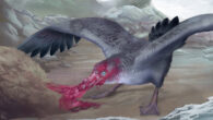 An artistic reconstruction of Macronectes tinae in its paleoenvironment; a darker plumage was chosen for the reconstruction because a darker coloration in giant petrels seems to be related to warmer regions, as Taranaki had warmer temperatures during the Pliocene period. Image credit: Simone Giovanardi / Te Papa.