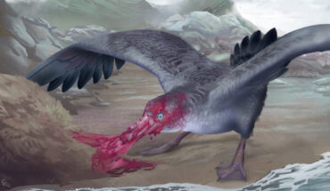 An artistic reconstruction of Macronectes tinae in its paleoenvironment; a darker plumage was chosen for the reconstruction because a darker coloration in giant petrels seems to be related to warmer regions, as Taranaki had warmer temperatures during the Pliocene period. Image credit: Simone Giovanardi / Te Papa.