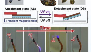 The climbing capabilities of living creatures such as geckos, tree frogs, and inchworms provide a promising platform for exploiting biomimetic soft climbing robots. Image credit: Sun et al., doi: 10.1016/j.xcrp.2022.101241.