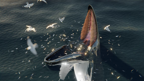 A digital reconstruction of a humpback whale trap feeding. Image credit: McCarthy et al., doi: 10.1111/mms.13009.