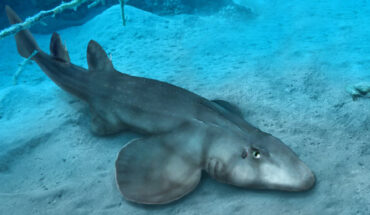 Environmental reconstruction of the Solnhofen Archipelago, showing Protospinax annectans in association with the Late Jurassic ray Asterodermus platypterus. Image credit: Jambura et al., doi: 10.3390/d15030311.