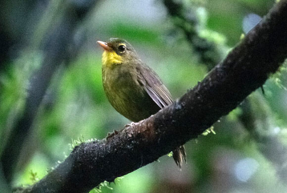 The dusky tetraka (Xanthomixis tenebrosa). Image credit: John C. Mittermeier.