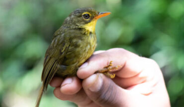 The dusky tetraka (Xanthomixis tenebrosa) is the second species to be rediscovered by the Search for Lost Birds. Image credit: John C. Mittermeier.