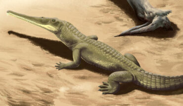 Life reconstruction of a phytosaur species called Protome batalaria. Image credit: Smokeybjb / CC BY-SA 3.0.