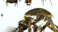 Toxorhynchites domrey: (A) thorax; (B) abdomen; (C) habitus; (D) lateral view of thorax. Image credit: Maquart et al., doi: 10.1016/j.aspen.2023.102064.