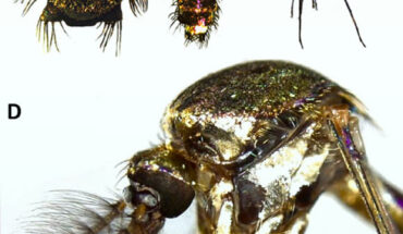 Toxorhynchites domrey: (A) thorax; (B) abdomen; (C) habitus; (D) lateral view of thorax. Image credit: Maquart et al., doi: 10.1016/j.aspen.2023.102064.