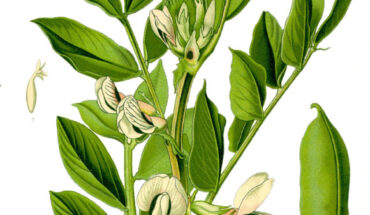 The faba bean (Vicia faba) in Flora von Deutschland, Österreich und der Schweiz, 1885.