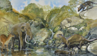 Sardinian dwarf mammoth, Sardinian giant otter, deer, Sardinian dhole and giant pica. Image credit: Peter Schouten, http://studioschouten.com.au.