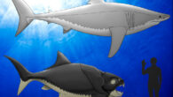 Reconstruction of the largest known specimen of Dunkleosteus terrelli, compared to one of the largest reliably measured specimens of Carcharodon carcharias; a 1.75-m-tall human for scale. Image credit: Russell Engelman, doi: 10.3390/d15030318 / Sci.News.