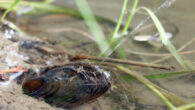 The thick-shelled river mussel (Unio crassus) squirts out regular water jets that land in the river water up to a meter away. Image credit: University of Cambridge.