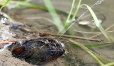 The thick-shelled river mussel (Unio crassus) squirts out regular water jets that land in the river water up to a meter away. Image credit: University of Cambridge.