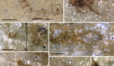 Triassic terrestrial larva Protoanisolarva juarezi. Scale bars - 1 mm in (A), 0.05 mm in (C-E, G), 0.1 mm in (F). Image credit: Peñalver et al., doi: 10.1002/spp2.1472.