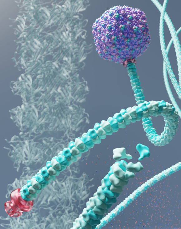 The structure of the bacteriophage P74-26. Image credit: Leonora Martinez-Nunez.