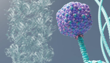 The structure of the bacteriophage P74-26. Image credit: Leonora Martinez-Nunez.