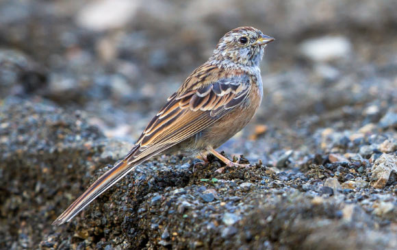 The Godlewski’s bunting (Emberiza godlewskii) in Ulaanbaatar, Mongolia. Image credit: Jargal Lamjav / CC BY 2.0.