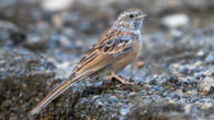 The Godlewski’s bunting (Emberiza godlewskii) in Ulaanbaatar, Mongolia. Image credit: Jargal Lamjav / CC BY 2.0.