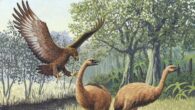 The Haast’s eagle (Hieraaetus moorei) attacking two moas. Image credit: John Megahan / PLoS Biology, doi: 10.1371/journal.pbio.0030020.