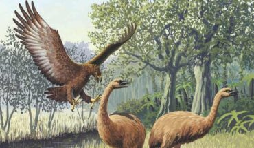 The Haast’s eagle (Hieraaetus moorei) attacking two moas. Image credit: John Megahan / PLoS Biology, doi: 10.1371/journal.pbio.0030020.