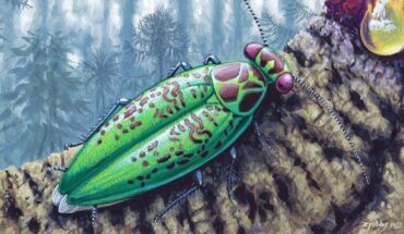 Life reconstruction of Alienopterix santonicus with hypothetical greenish-reddish coloration. Image credit: Márton Zsoldos.