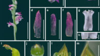 Spiranthes hachijoensis in Ena-shi, Japan: (a) inflorescence; (b) flower, lateral view; (c) flower, top view; (d) dorsal sepal; (e) petal; (f) lateral sepal; (g) labellum; (h) close-up of basal labellum callosities; (i) ovary and column; (j, k) column, bottom view; (l) column, top view; (m) pollinia without a viscidium. Scale bars - 20 mm in (a), 3 mm in (b-g), 0.5 mm in (h), and 1 mm in (i-m). Image credit: Suetsugu et al., doi: 10.1007/s10265-023-01448-6.