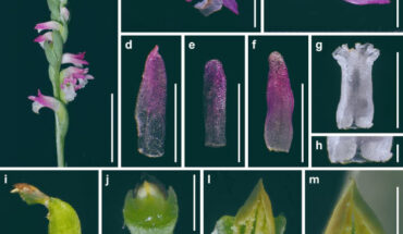 Spiranthes hachijoensis in Ena-shi, Japan: (a) inflorescence; (b) flower, lateral view; (c) flower, top view; (d) dorsal sepal; (e) petal; (f) lateral sepal; (g) labellum; (h) close-up of basal labellum callosities; (i) ovary and column; (j, k) column, bottom view; (l) column, top view; (m) pollinia without a viscidium. Scale bars - 20 mm in (a), 3 mm in (b-g), 0.5 mm in (h), and 1 mm in (i-m). Image credit: Suetsugu et al., doi: 10.1007/s10265-023-01448-6.