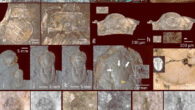 Compound (a-d) and median (e-p) eyes of trilobites. Image credit: B. Schoenemann & E.N.K. Clarkson, doi: 10.1038/s41598-023-31089-7.