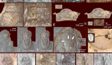 Compound (a-d) and median (e-p) eyes of trilobites. Image credit: B. Schoenemann & E.N.K. Clarkson, doi: 10.1038/s41598-023-31089-7.