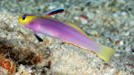 The lavender-blushed dartfish (Nemateleotris lavandula), underwater photograph from Siaes Tunnel, Palau. Image credit: Yi-Kai Tea & Helen Larson, doi: 10.26107/RBZ-2023-0019.