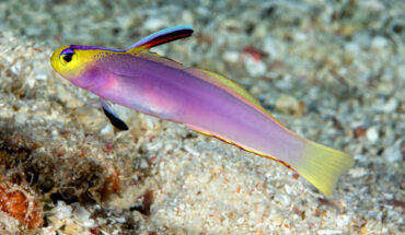 The lavender-blushed dartfish (Nemateleotris lavandula), underwater photograph from Siaes Tunnel, Palau. Image credit: Yi-Kai Tea & Helen Larson, doi: 10.26107/RBZ-2023-0019.