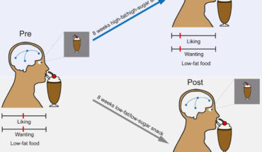Using an interventional study in healthy, normal-weight participants, Thanarajah et al. demonstrate that, independent of body weight gain and alterations in metabolic markers, exposure to high-fat/high-sugar food: (i) reduces preferences for low-fat food, (ii) plays a critical role in up-regulating brain responses to anticipation and consumption of highly palatable, energy-dense food, and (iii) has a generalized effect on the neuronal encoding of prediction errors in the context of associative learning and independent of food rewards. Taken together, repeated consumption of high-fat/high-sugar relative to isocaloric low-fat/low-sugar food, and in the absence of changes in body weight or metabolic state, can rewire brain circuits and thereby induce neurobehavioral adaptations. Hence, changing the food environment and reducing the availability of energy-dense high-fat/high-sugar food items is pivotal to combating the obesity pandemic. Image credit: Thanarajah et al., doi: 10.1016/j.cmet.2023.02.015.