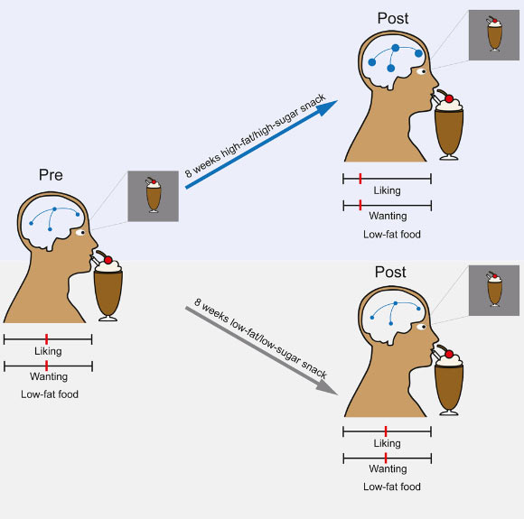 Using an interventional study in healthy, normal-weight participants, Thanarajah et al. demonstrate that, independent of body weight gain and alterations in metabolic markers, exposure to high-fat/high-sugar food: (i) reduces preferences for low-fat food, (ii) plays a critical role in up-regulating brain responses to anticipation and consumption of highly palatable, energy-dense food, and (iii) has a generalized effect on the neuronal encoding of prediction errors in the context of associative learning and independent of food rewards. Taken together, repeated consumption of high-fat/high-sugar relative to isocaloric low-fat/low-sugar food, and in the absence of changes in body weight or metabolic state, can rewire brain circuits and thereby induce neurobehavioral adaptations. Hence, changing the food environment and reducing the availability of energy-dense high-fat/high-sugar food items is pivotal to combating the obesity pandemic. Image credit: Thanarajah et al., doi: 10.1016/j.cmet.2023.02.015.