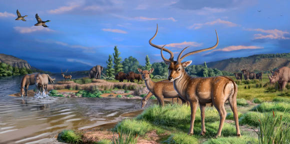 Life reconstruction of Dama celiae in the Manzanares valley, Spain; other species present are Anas platyrhynchos, Equus ferus, Elephas antiquus, Mauremys leprosa, Bison sp., Bos primigenius, and Stephanorhinus hemitoechus. Image credit: J. Gamarra.