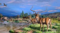 Life reconstruction of Dama celiae in the Manzanares valley, Spain; other species present are Anas platyrhynchos, Equus ferus, Elephas antiquus, Mauremys leprosa, Bison sp., Bos primigenius, and Stephanorhinus hemitoechus. Image credit: J. Gamarra.